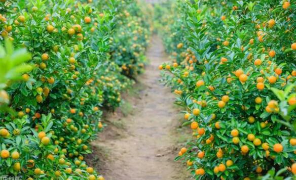 水肥一体化技术在柑橘种植中的应用与推广，省钱省力效益高